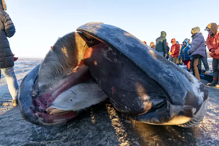 Karaya vuran dev Fin balinası şaşkınlık yarattı ABD‘nin Alaska eyaletinin Anchorage kentindeki Cook Inlet sahilinde karaya vuran