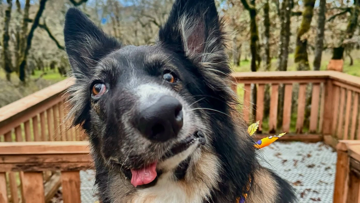 Asimetrik yüzlü köpek, Picasso’nun eserlerine benzetildi! ABD’nin New York eyaletinde yaşayan Brodie isimli köpek, sosyal medyada