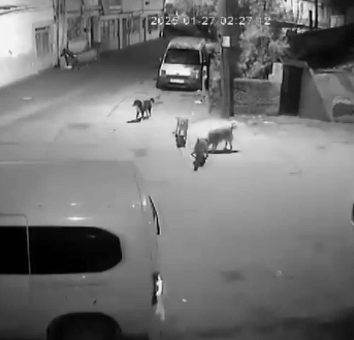 Bursa’da sahipsiz köpekler kediyi parçaladı! Olay, merkez Osmangazi ilçesi Soğanlı Mahallesinde meydana geldi. Gece saatlerinde