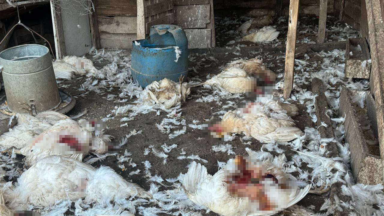 Bursa’da başıboş köpekler çiftlikteki koyun ve tavuklara saldırdı Olay, sabaha karşı saat 04.00 sularında İznik ilçesi, Selçuk Mahallesi,
