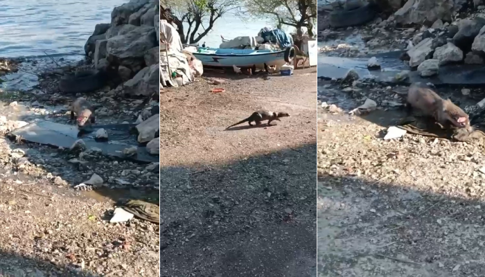 Gemlik Sahili’nde şaşkına çeviren misafir! Başta tavukların kovaladığı su samuru fare zannedilse de yakalanan balıkları