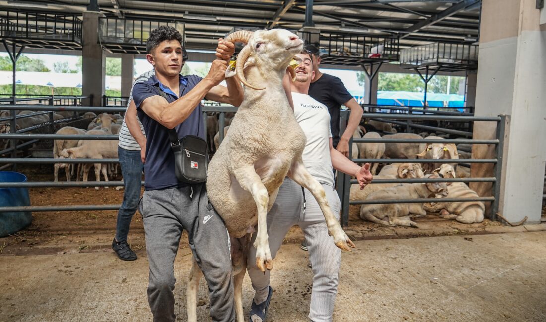 Bursa’ kurban pazarının gözdesi! Görenleri hayrete düşürüyor Bursa'da kurbanlık olarak satılan 4 boynuzlu koçu görenleri hayrete düşürüyor.