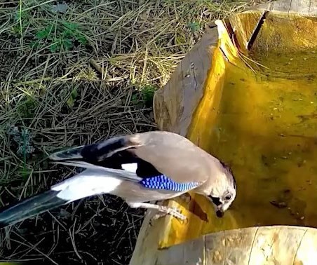 Ormanların renkli sesi alakarga Uludağ’da görüntülendi Bursa'da mavi tüyleriyle dikkat çeken alakarga, Uludağ ormanlarında görüntünlendi.