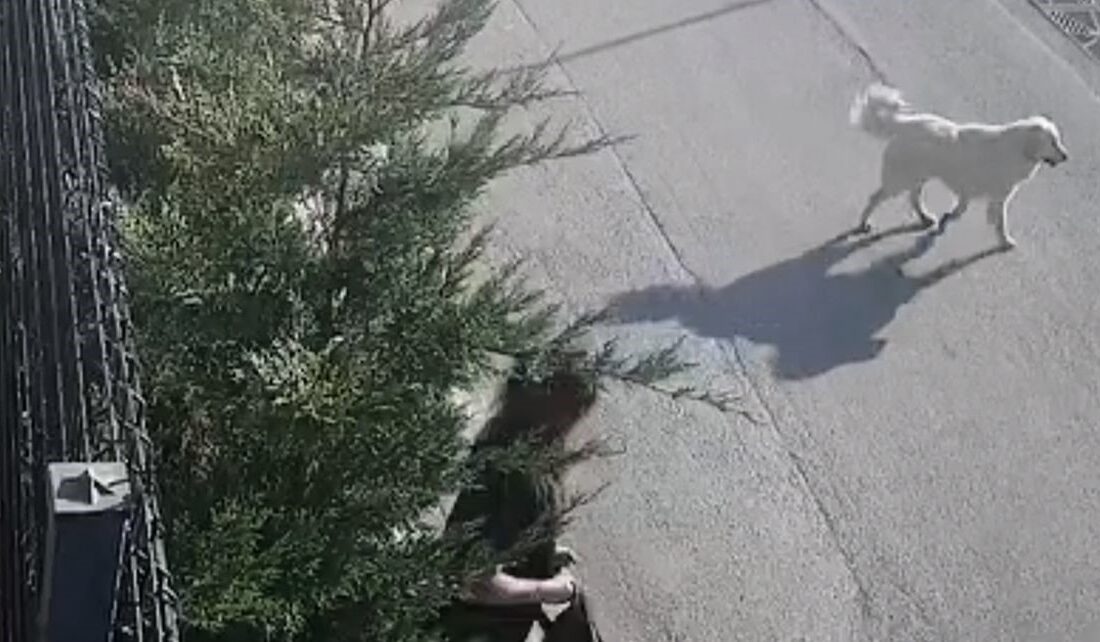 Bursa’da genç kadın işe giderken dehşeti yaşadı! Bursa'da sabah işe gitmek üzere yola çıkan genç kadın, sokak