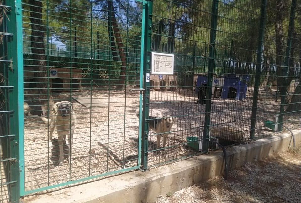 Orman yangınlarından etkilenen canlara şefkat eli Bursa'nın Gürsu ilçesindeki yangından etkilenen hayvanlara, Bursa Büyükşehir ve Osmangazi