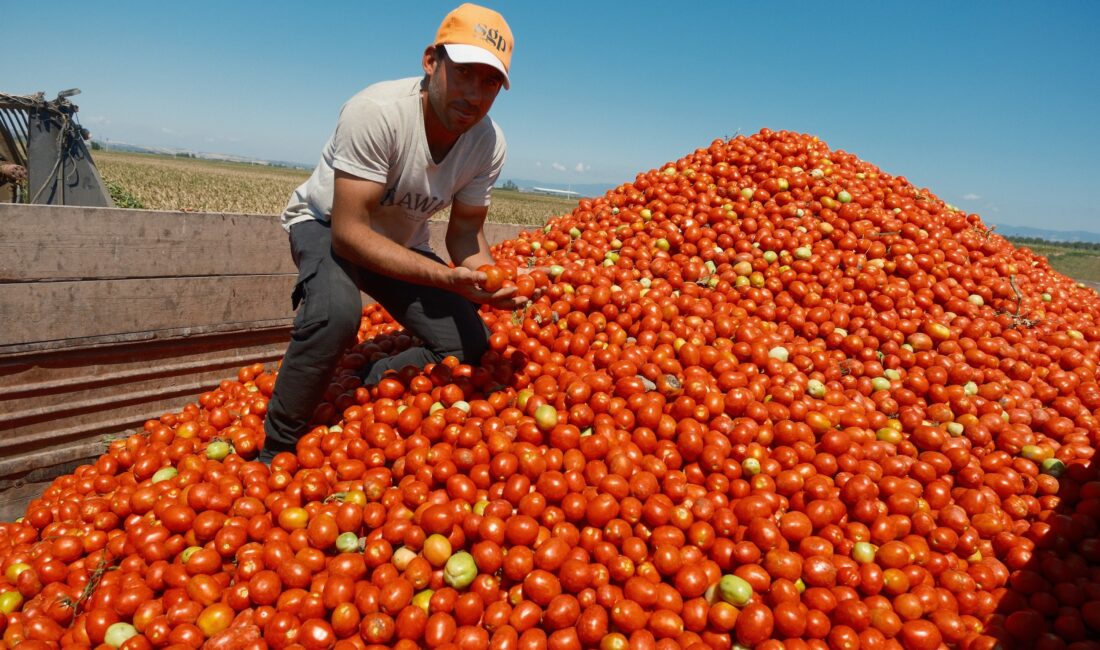 Domatesin kilosu 5 TL oldu ama Karacabeyli çiftçi ekmedi! Türkiye'nin salçalık domates üretiminin neredeyse yarısını karşılayan Karacabey’de bu yıl
