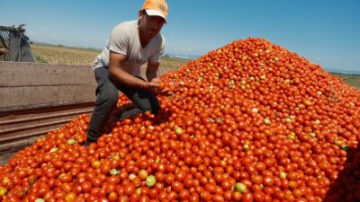 Türkiye'nin salçalık domates üretiminin neredeyse yarısını karşılayan Karacabey’de bu yıl