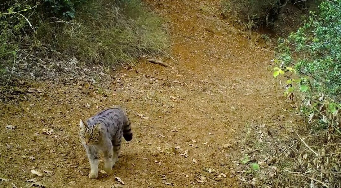 Uludağ’ın zirvesi doğal hayvanat bahçesi Uludağ'ın yeşil orman ağaçlarının arasında gezinerek avlanan yaban kedisi, fotokapana