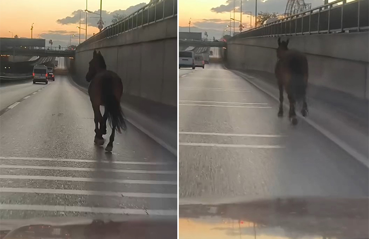 Bursa’da başıboş at trafikte tehlike saçtı Bursa’da ana yola çıkan başıboş at tehlike saçtı. O anlar