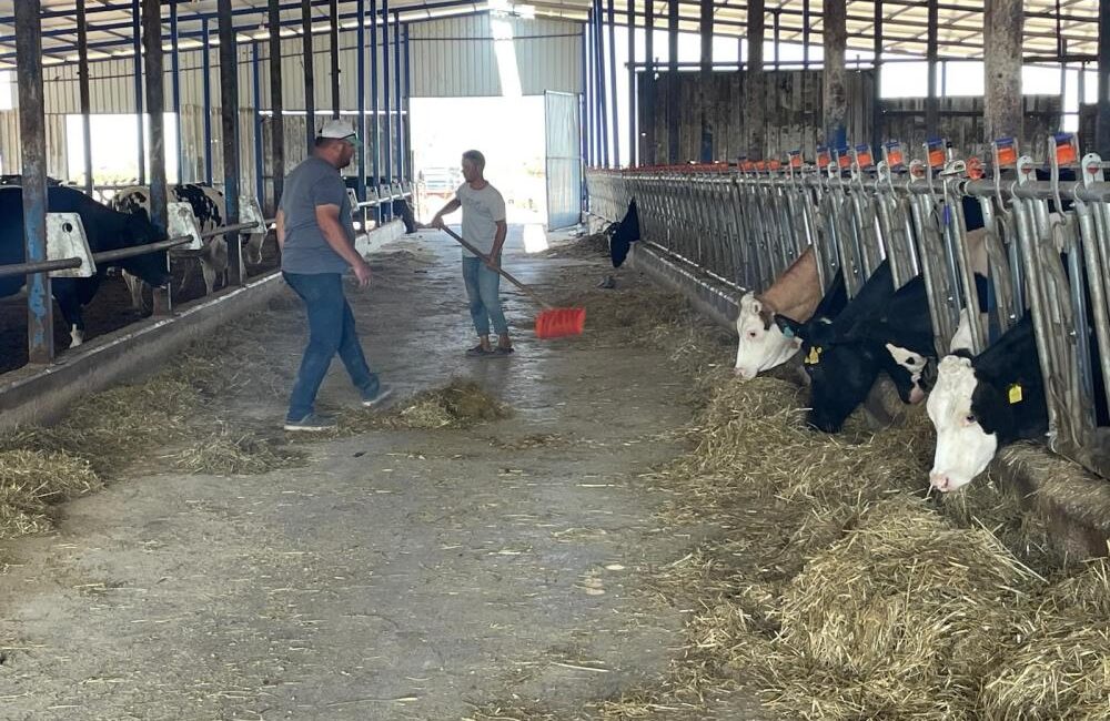 Süt üreticilerinden ‘yem dayatması’na sert tepki: “Bıçağın kemiğe dayandığı noktadayız” Bursa’daki süt üreticileri, büyük süt firmalarının "yem almazsan sütünü almam"