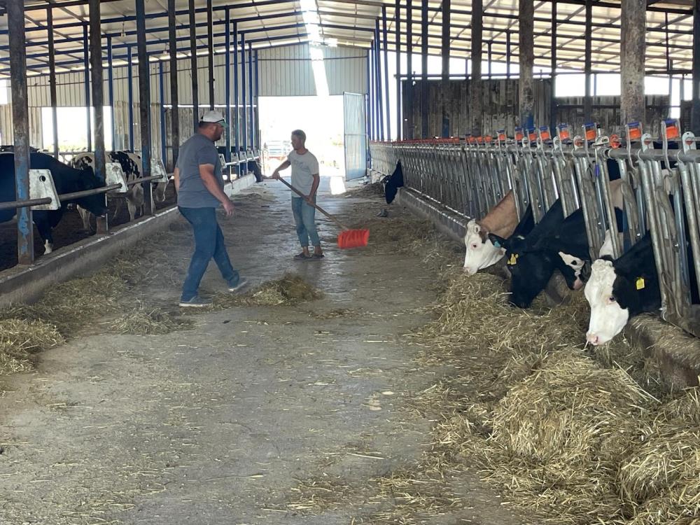 Bursa’daki süt üreticileri, büyük süt firmalarının "yem almazsan sütünü almam"