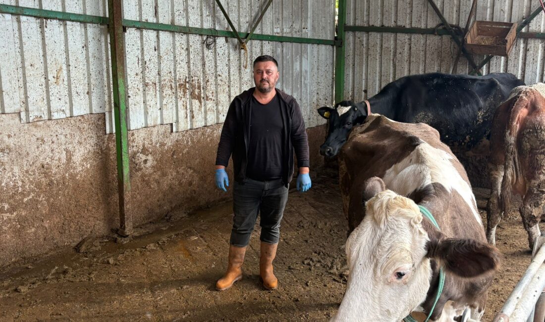 Bursa’da şap hastalığına bir hayvanını daha verdi Bursa'nın Yenişehir ilçesinde hayvancılıkla uğraşan ve şap nedeniyle 1,5 milyon lira kaybı