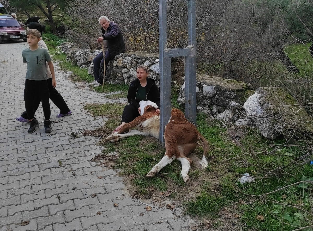 Muğla’nın Milas ilçesinde aydınlatma direğine sıkışarak mahsur kalan buzağıyı itfaiye