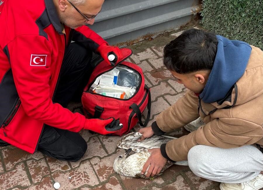Bursa’da amatör balıkçının fark etmesiyle martı hayata tutundu Bursa'nın Mudanya ilçesinde denizde balık tutan amatör bir balıkçının oltasına