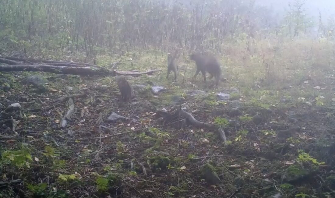 Uludağ’da anne yaban kedisi yavrularına rehber oldu Uludağ bölgesinde kurulan fotokapanlar, yaban hayatına dair dikkat çeken bir