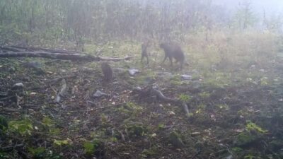 Uludağ bölgesinde kurulan fotokapanlar, yaban hayatına dair dikkat çeken bir