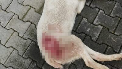 Bursa'nın İnegöl ilçesinde tüfekle vurularak yaralanan sokak köpeği, tedavi edildiği