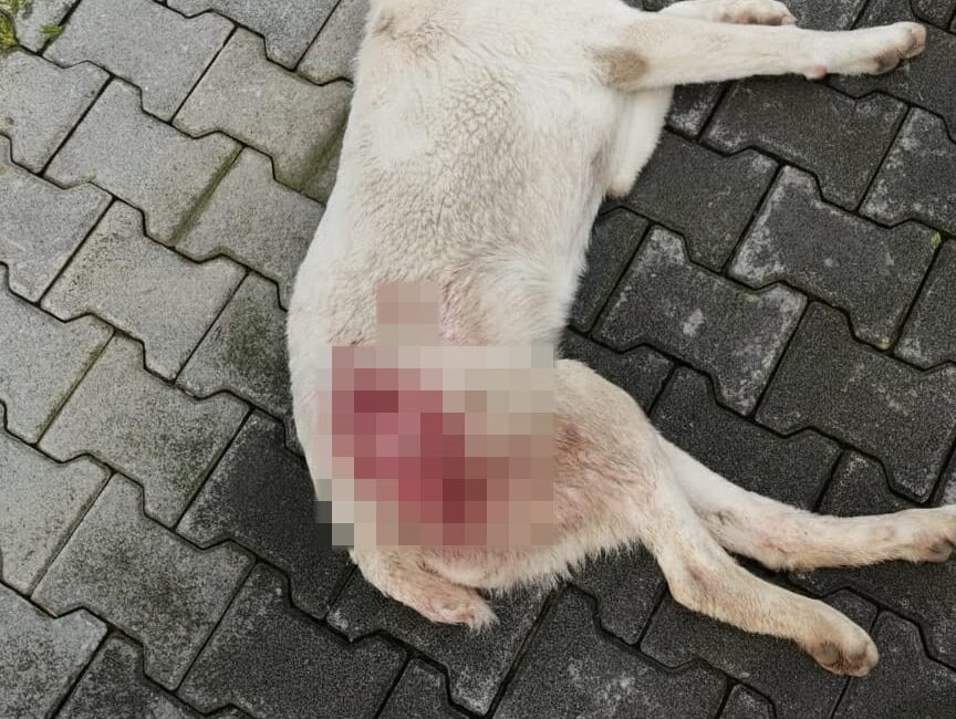 Bursa’da tavuk kovaladı diye vurdu! Bursa'nın İnegöl ilçesinde tüfekle vurularak yaralanan sokak köpeği, tedavi edildiği