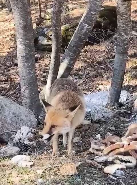 Tilki insanların yanına kadar indi Bursa’da aç kalan tilkiler yiyecek bulmak için piknik alanlarına inerken,