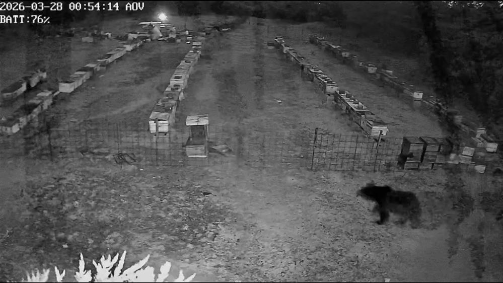 Arı kovanlarına ayı saldırısı Uludağ eteklerindeki bir köye yakın arı çiftliğine gece saatlerinde giren