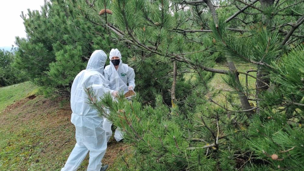 Kahramanlar görev başında! Bursa Orman Bölge Müdürlüğü, doğayla uyumlu ve sürdürülebilir biyolojik mücadele