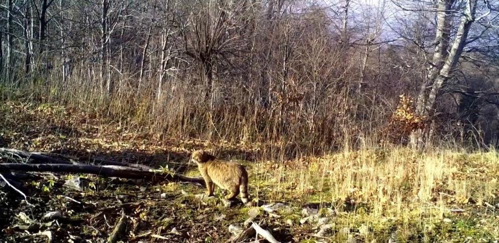 Fotokaban kamerasında yaban kedisi Doğal yaşamı izlemek ve koruma çalışmalarına katkı sağlamak amacıyla ormanlık