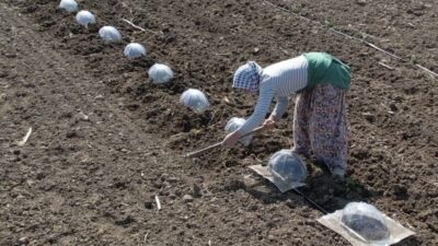 Bursa’da turfanda karpuz dikimi, 4 aşamalı zahmetli süreciyle tarım işçilerini