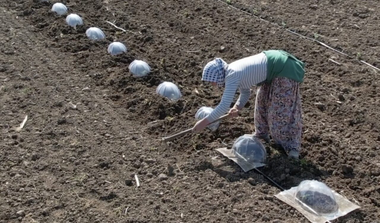 Bursa’da turfanda karpuz dikimi, 4 aşamalı zahmetli süreciyle tarım işçilerini