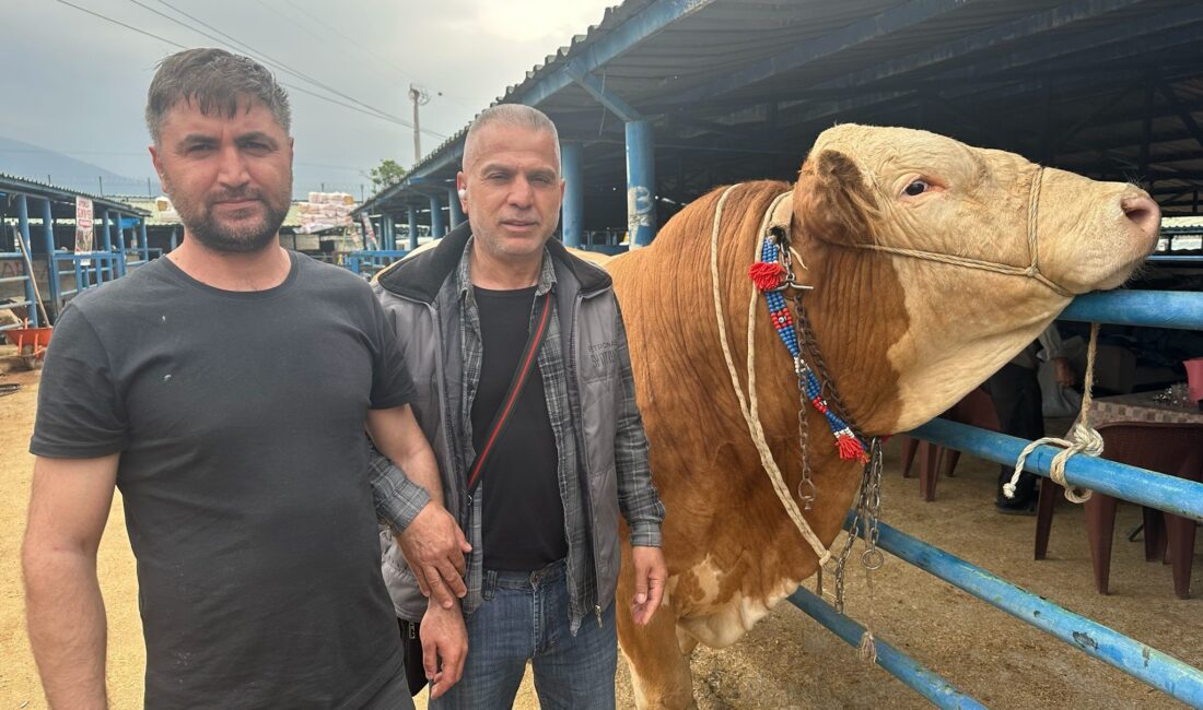 Tam 1 ton 200 kilo! İsabey Kurban Pazarı’nda Kurban Bayramı hareketliliği başladı. Pazarın en dikkat