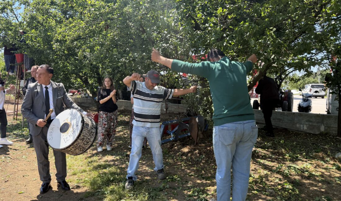 İznik’te Erik Hasadında Davul Zurna Şaşırttı! Bursa’nın İznik ilçesinde sezonun ilk erik hasadı, rekoltedeki 4 kat