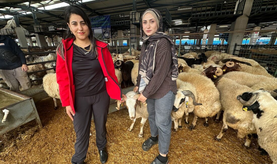 Kurban pazarında görenler şaşırdı Bursa’daki kurban pazarında küçükbaş hayvan satışı yapan iki genç kadın