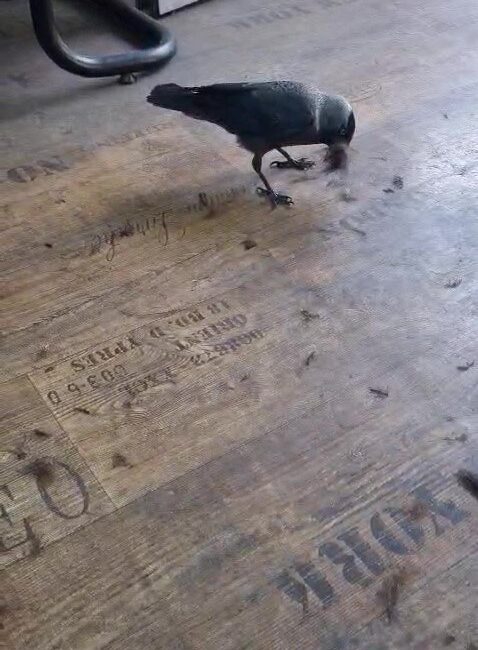 Karganın yeni mesleği Bursa’da bir erkek kuaförüne her gün gelen “Kahraman” isimli karga,