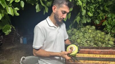 Türkiye’nin enginar üretim merkezlerinden Bursa’da, "enginar soyuculuğu" sezon boyunca önemli