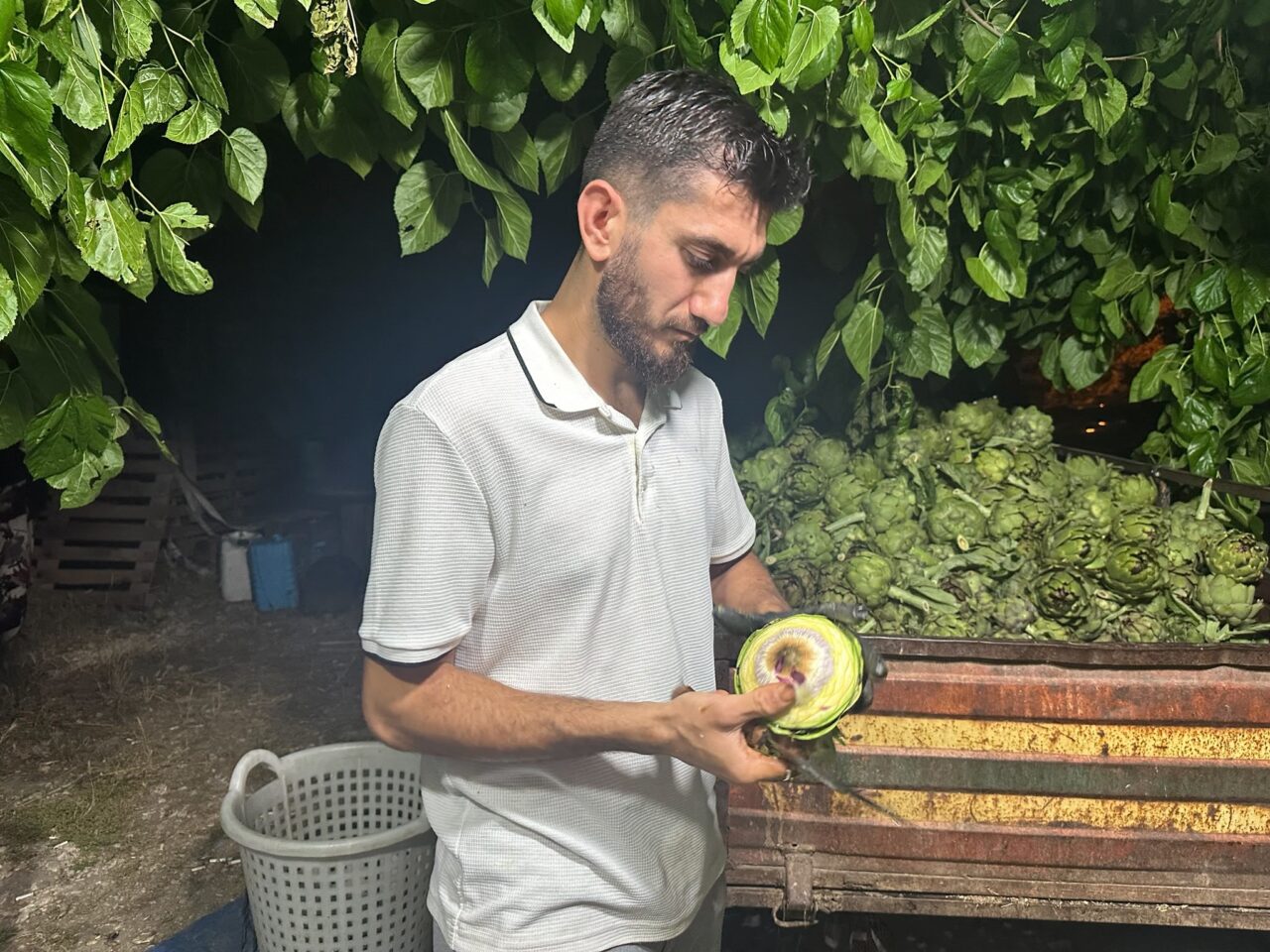 Türkiye’nin enginar üretim merkezlerinden Bursa’da, "enginar soyuculuğu" sezon boyunca önemli