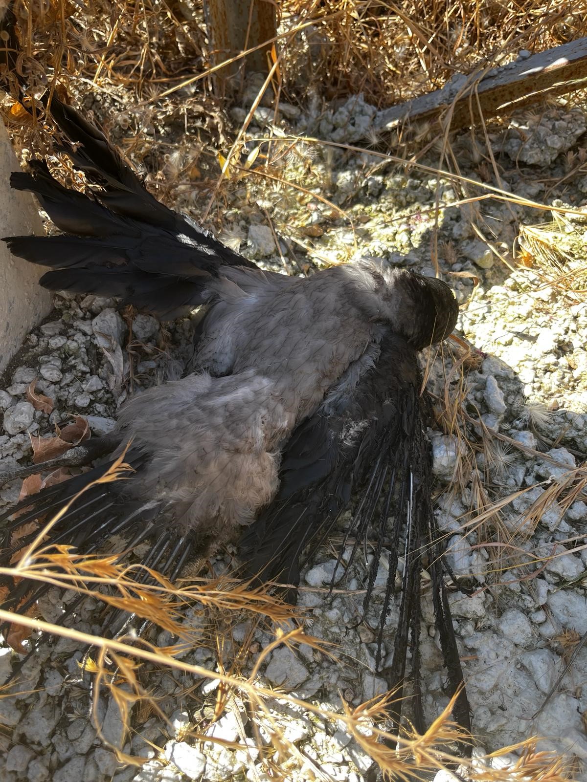 Çanakkale’de elektrik tellerine çarpan bir karganın neden olduğu yangın, rüzgarın