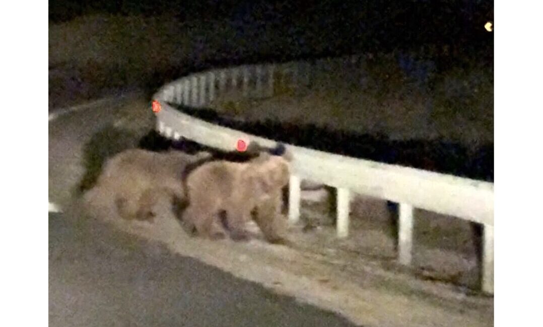 Bursa'nın Gürsu ilçesinde gece saatlerinde yolun ortasında görülen iki ayı