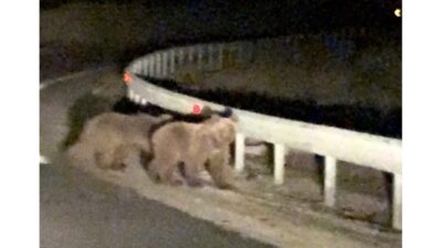 Bursa'nın Gürsu ilçesinde gece saatlerinde yolun ortasında görülen iki ayı