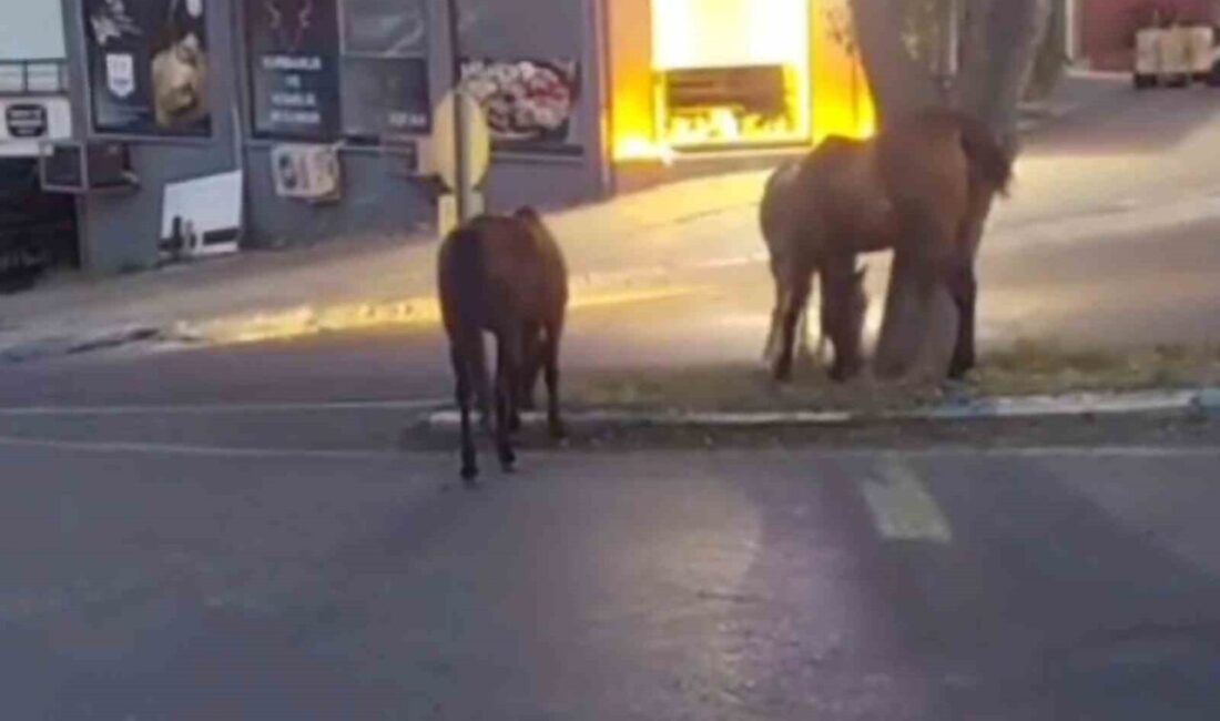 Atlar şehir merkezinde otlanırken görüntülendi Tekirdağ’ın Süleymanpaşa ilçesinde şehir merkezine kadar inen başıboş atlar, orta
