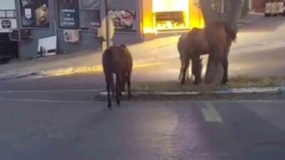Tekirdağ’ın Süleymanpaşa ilçesinde şehir merkezine kadar inen başıboş atlar, orta