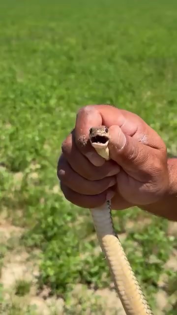 Bursa’da çiftçinin cesareti herkesi korkuttu Bursa’nın İnegöl ilçesinde tarlasında yaklaşık 1,5 metre uzunluğunda yılan gören