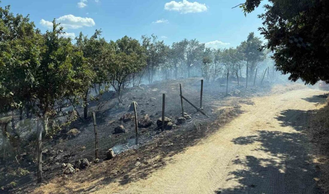 Çanakkale’nin Yenice ilçesinde tarım arazisinde başlayan Orman Bölge Müdürlüğü ekiplerinin
