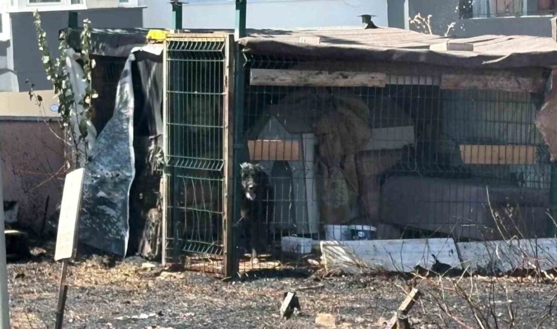 Çanakkale’de yol kenarında çıkan ot yangınında bölgedeki barakada kilitli olan