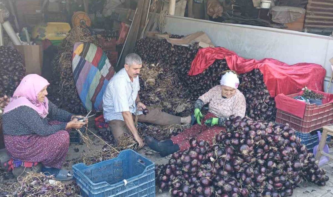 Coğrafi işaretli Kapıdağ mor soğanında hasat tamamlandı Balıkesir’de Kapıdağ Yarımadası’nda coğrafi işaretli mor soğanında hasat sona ererken