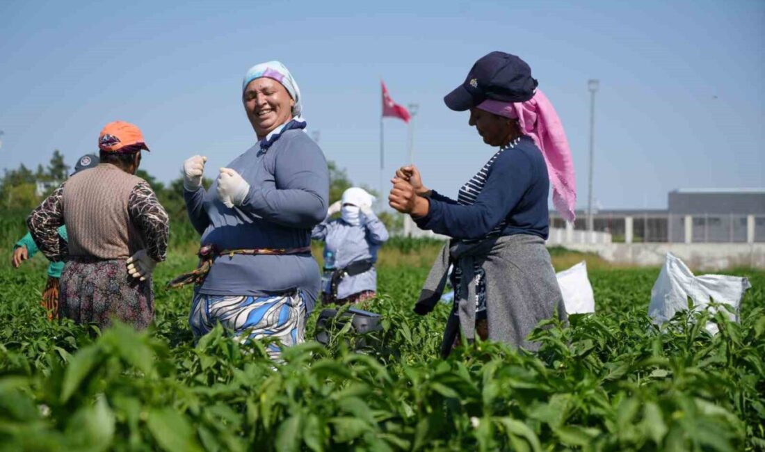 Edirne’nin tescilli lezzeti Karaağaç acı biberinin hasadına başlandı. İşçilerin 35