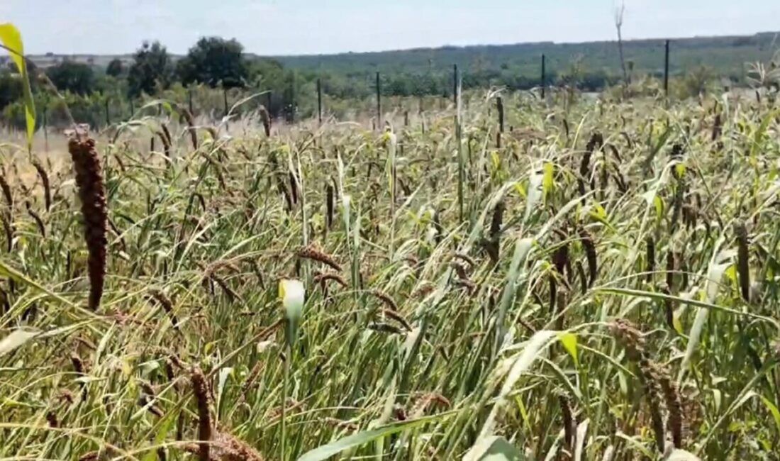 Edirne’de alternatif tarım atağı: Muhabbet kuşu yemi üretimi umut verdi Edirne’nin Meriç ilçesine bağlı Subaşı beldesinde yaşayan bir üretici, bölgede