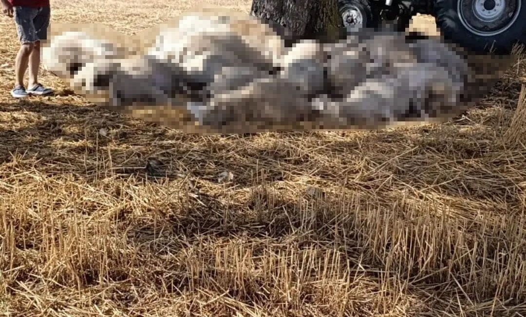 Edirne’de sağanak ve dolu yağışı: Yıldırım 30 koyunu telef etti, dolu çatılara zarar verdi Edirne’de etkili olan gök gürültülü sağanak ve dolu yağışı, bazı
