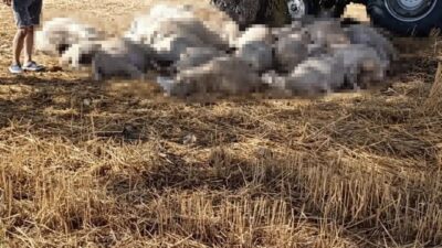 Edirne’de etkili olan gök gürültülü sağanak ve dolu yağışı, bazı