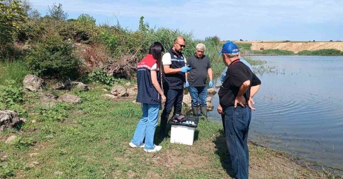 Edirne merkez ilçeye bağlı Korucu köyündeki gölette yaşanan balık ölümleri