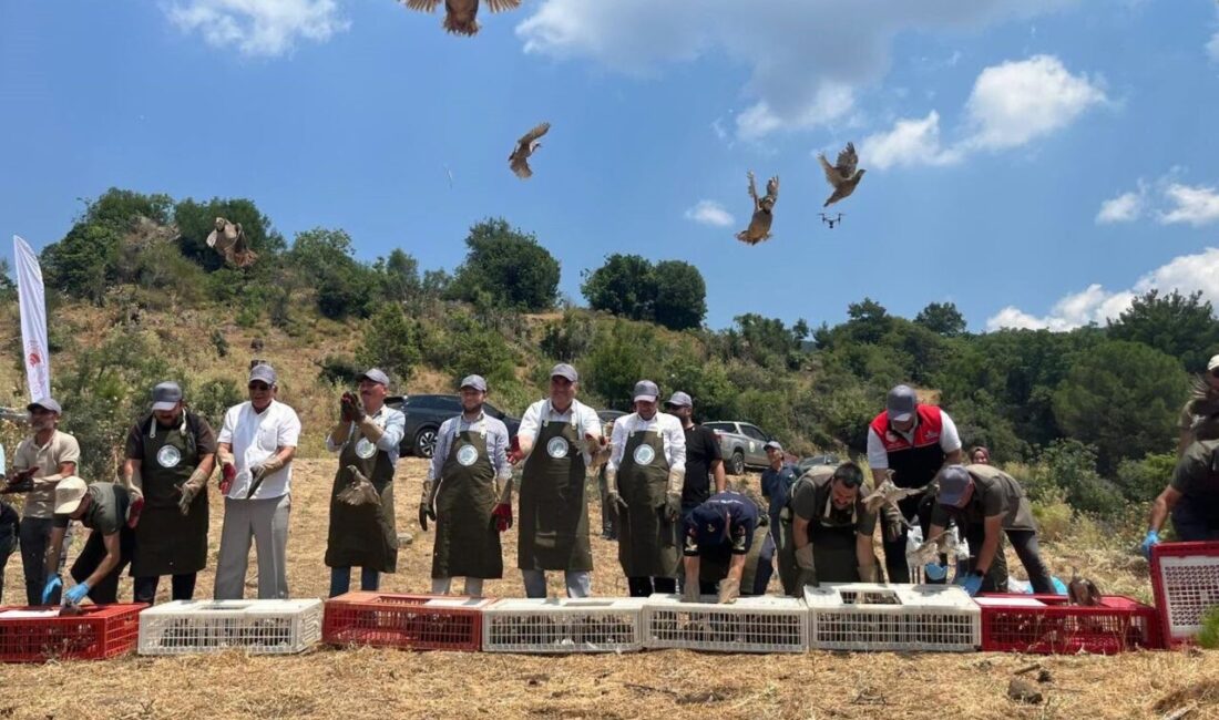 Havran’da keklikler doğal yaşam alanlarına bırakıldı Havran’ da, doğal yaşamın korunması ve biyolojik çeşitliliğin desteklenmesi amacıyla