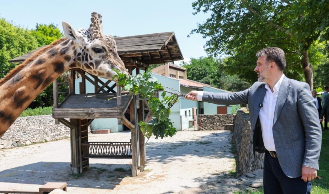 Şahin Biba Bursa Hayvanat Bahçesi’nde İncelemelerde Bulundu Bursa Büyükşehir Belediyesi Başkan Vekili Şahin Biba, 123 farklı türden